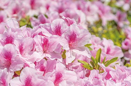 新宿発 ひたち海浜公園のネモフィラと笠間つつじまつり 日帰り 青の絶景8500株のつつじ1